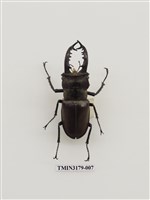 藏品(高砂深山鍬形蟲)的圖片